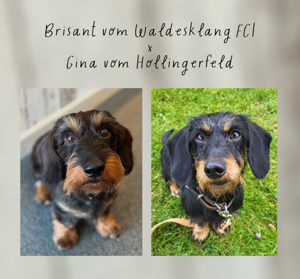 Kaninchen Rauhaar Teckel D- Wurf von Priggenhagen FCI