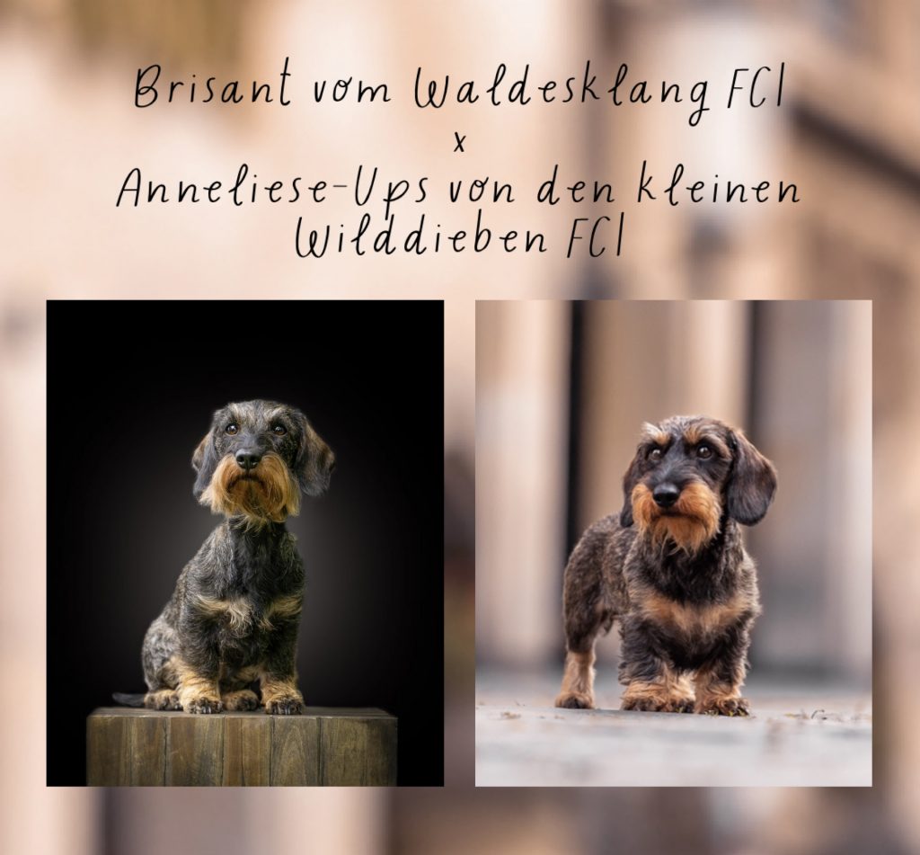 C- Wurf von den kleinen Wilddieben FCI